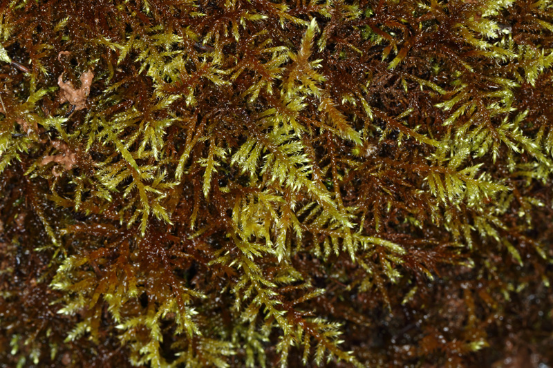 Cratoneuron filicinum